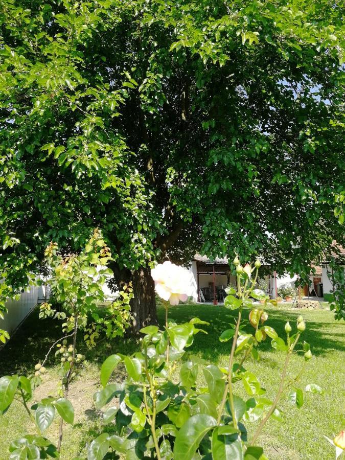 Zsuzsanna Vendeghaz Hotel Gyomaendrőd Eksteriør billede
